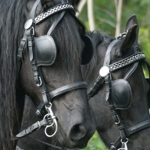 CoffeeTime: Horse Blinders