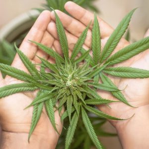 Buy Delta 8 THC At Wholesale Rates This Year For These Benefits
