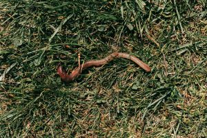 CoffeeTime: “FROM A WORMS’ EYE VIEW"