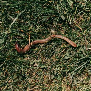 CoffeeTime: “FROM A WORMS’ EYE VIEW"