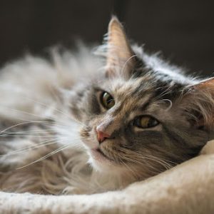 Maine Coon Personality