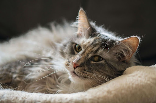 Maine Coon Personality
