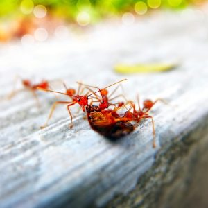 Pest Control: Protecting Your Home and Health