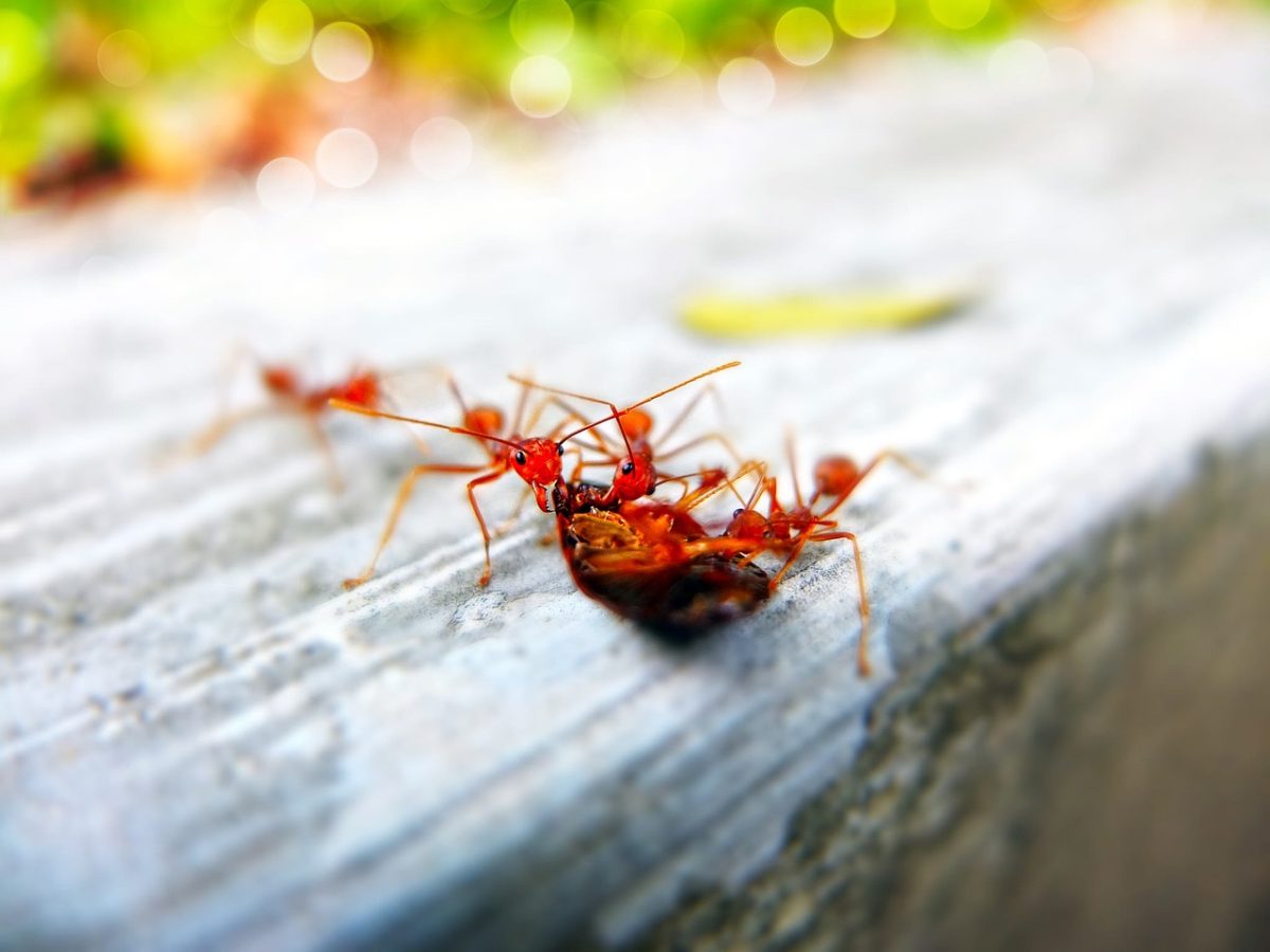 Pest Control: Protecting Your Home and Health