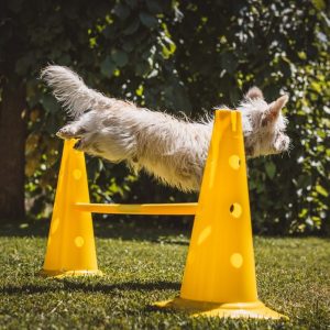 How Professional Dog Trainers Use Positive Reinforcement Techniques?
