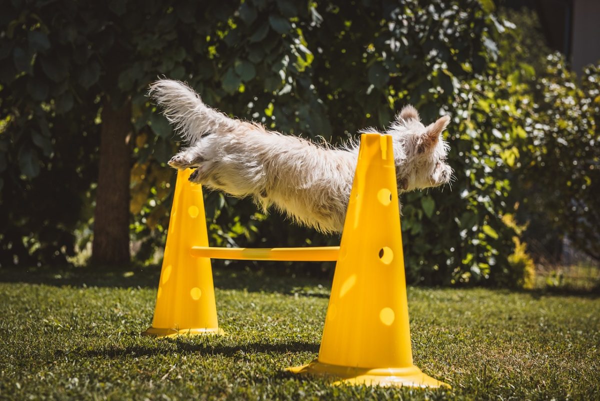 How Professional Dog Trainers Use Positive Reinforcement Techniques?