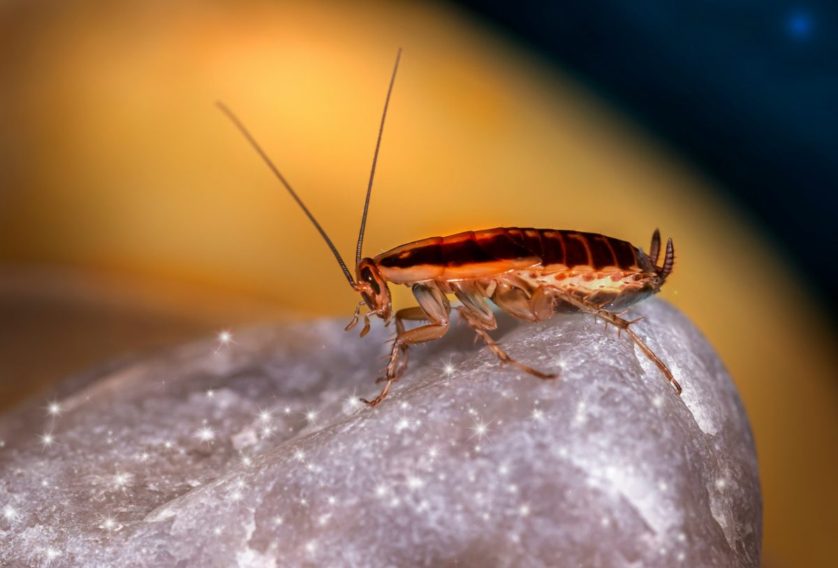 The Importance of Regular Pest Inspections