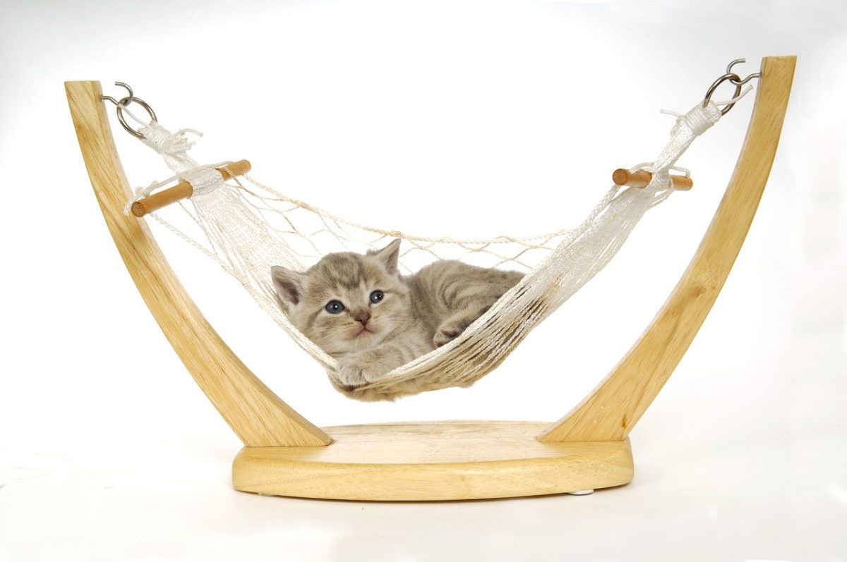 baby kitten snuggled up in a tiny hammock