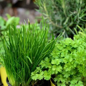 green herbs