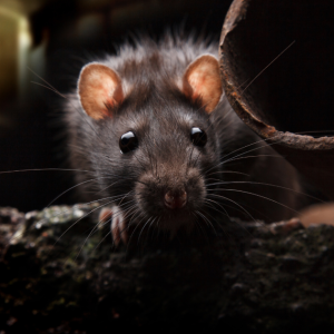 rat looking at camera