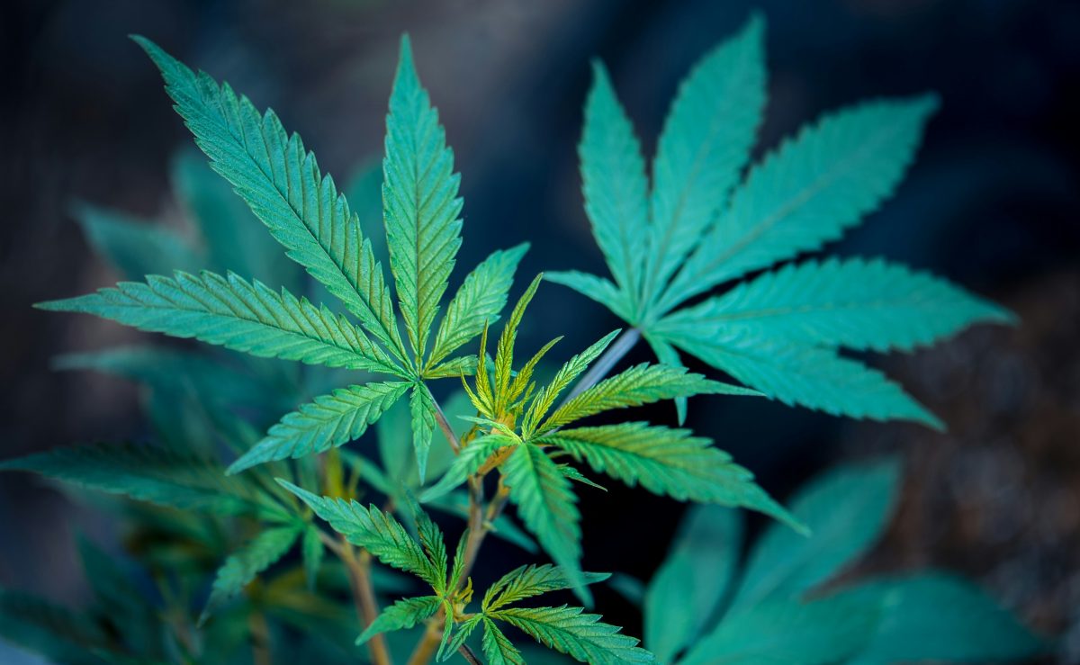 MAC 1 Strain: America’s Smooth Hybrid Cannabis Experience