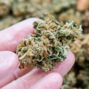 hand with glove holding marijuana