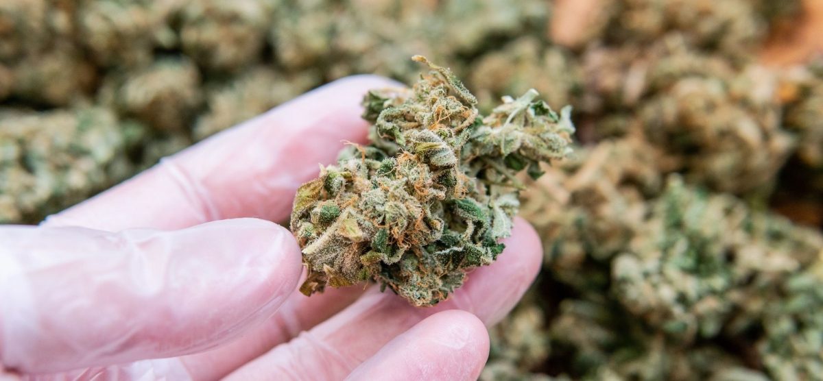 hand with glove holding marijuana