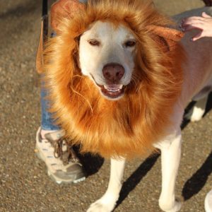 Brookdale hosts annual festival celebrating fall