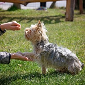 How Dog Training Professionals Can Help You Build a Stronger Bond with Your Pet?