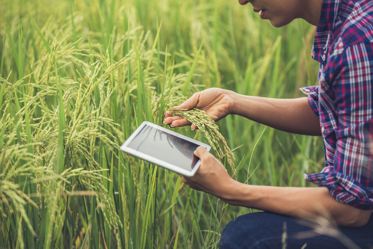farmer standing in a rice field with tablet in hand
