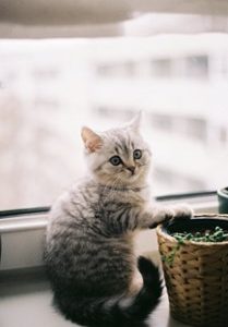 Finding the Right Cat Litter for a Fresher, Happier Home