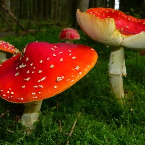 What You Should Know Before Trying Magic Mushrooms for the First Time