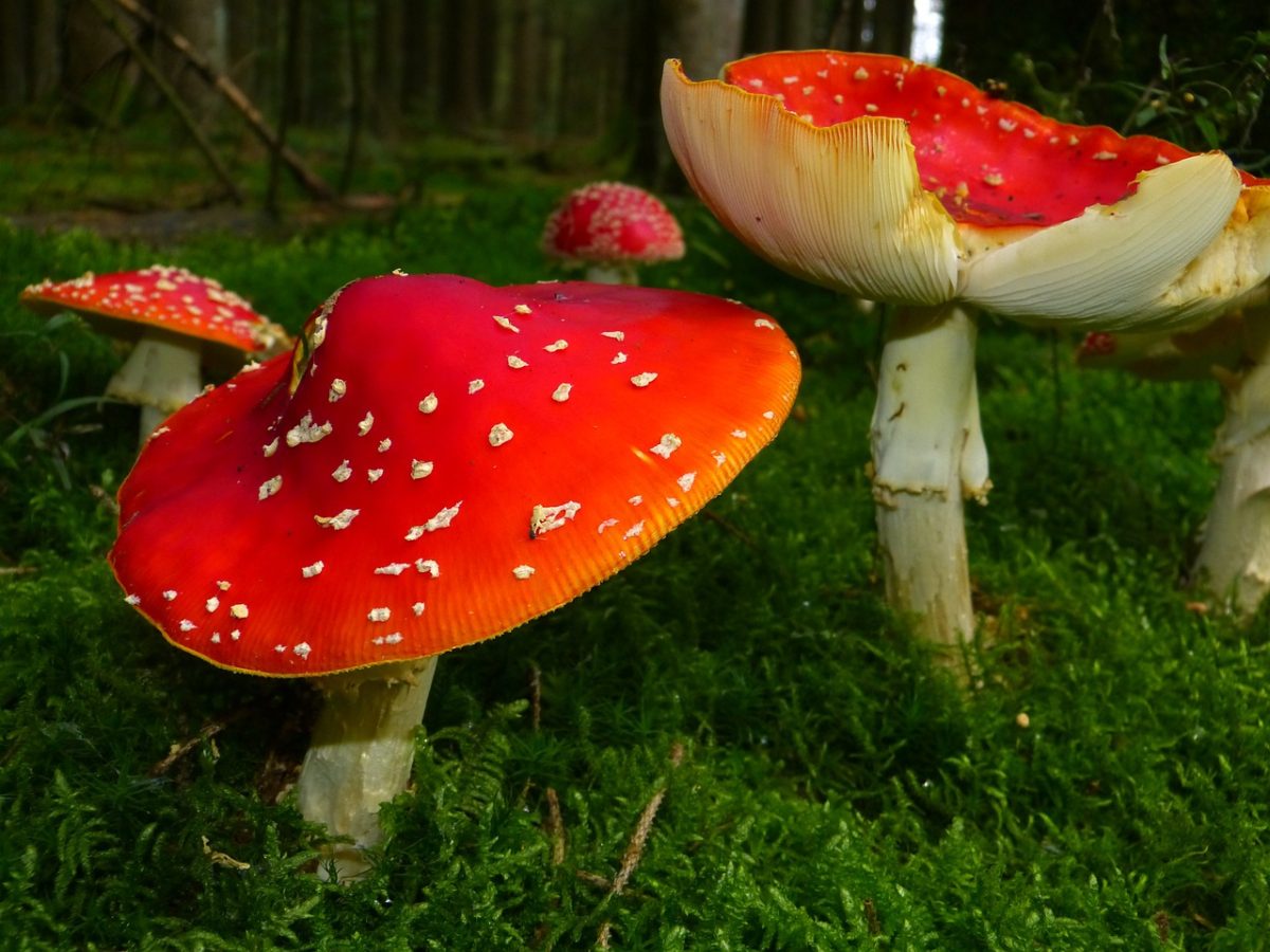 What You Should Know Before Trying Magic Mushrooms for the First Time