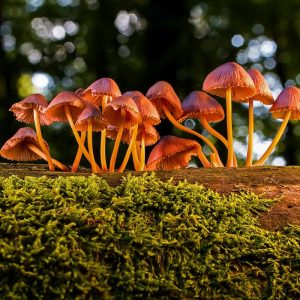 What You Should Know Before Trying Magic Mushrooms for the First Time