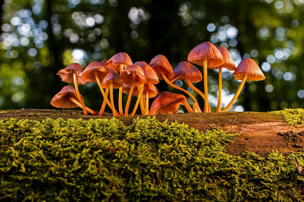 What You Should Know Before Trying Magic Mushrooms for the First Time