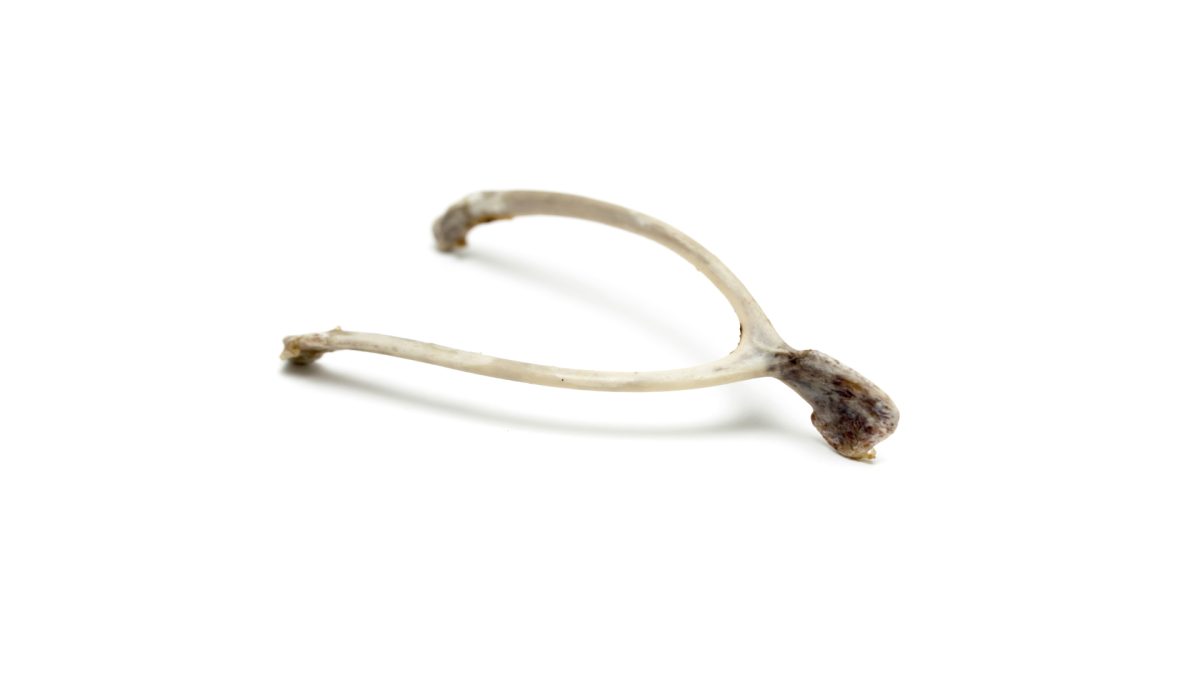 CoffeeTime: “THE MIDDLE OF THE WISHBONE” 