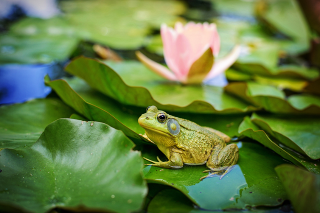 frog on a lilypad