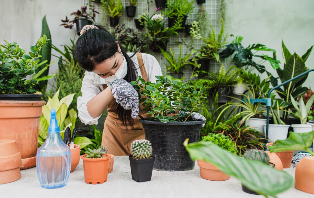 The Rise of Urban Gardening in Clinton: How Residents Are Embracing Homegrown Produce