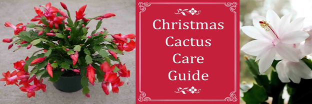 christmas cactus care guide