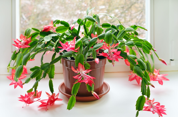 potted christmas cactus