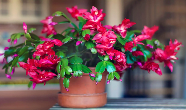 potted christmas cactus