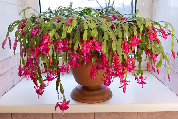 potted christmas cactus that has wilted