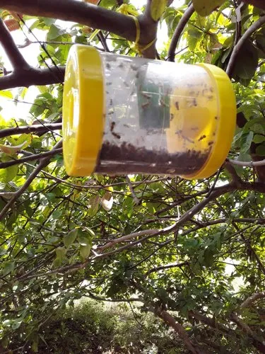 insect trap on a tree
