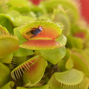 plant with bug