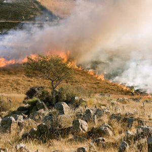 The Losses You May Incur as a Result of a Wildfire