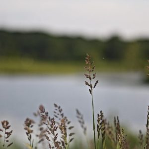 Clinton gets conservation grant, five projects planned