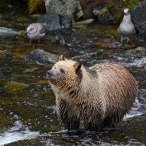 Alaska Bear Viewing Journey in Alaska Wrangell’s Wilderness