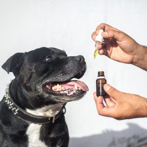 The Top Benefits of CBD Pet Products for Anxiety Relief in Dogs