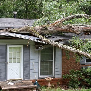 tree on home after severe weather