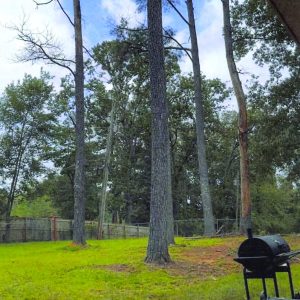 Dead trees getting City’s attention