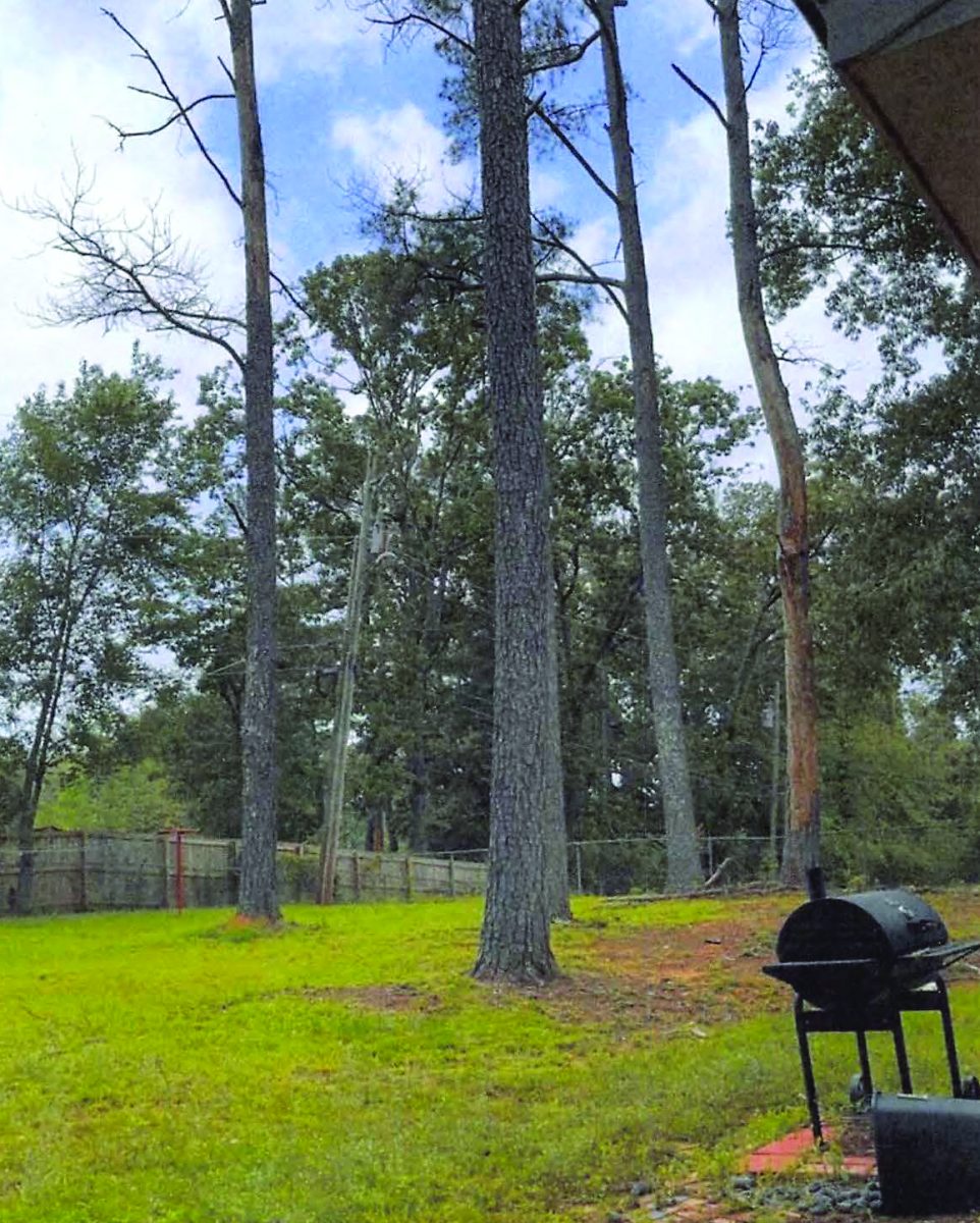 Dead trees getting City’s attention