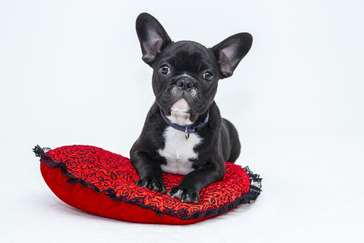 From Puppies to Seniors: Why Every Dog Deserves Their Own Bed