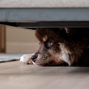 Who Gets the Dog? Pet Custody Battles and the Rise of Pet-Nups in Australian Divorces