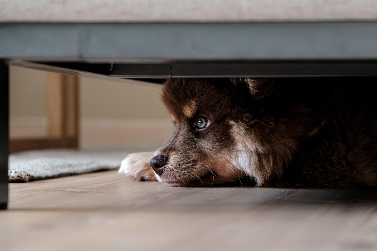 Who Gets the Dog? Pet Custody Battles and the Rise of Pet-Nups in Australian Divorces