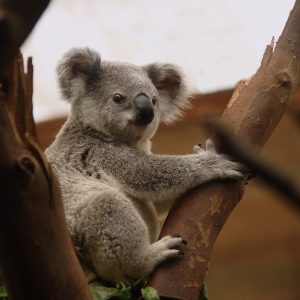 Why Australia Should Be Your Next Travel Destination