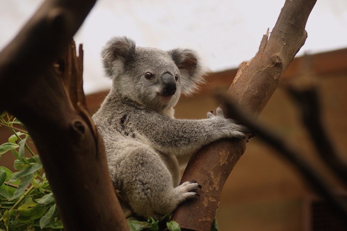 Why Australia Should Be Your Next Travel Destination