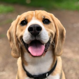 From Puppies to Seniors: Why Every Dog Deserves Their Own Bed