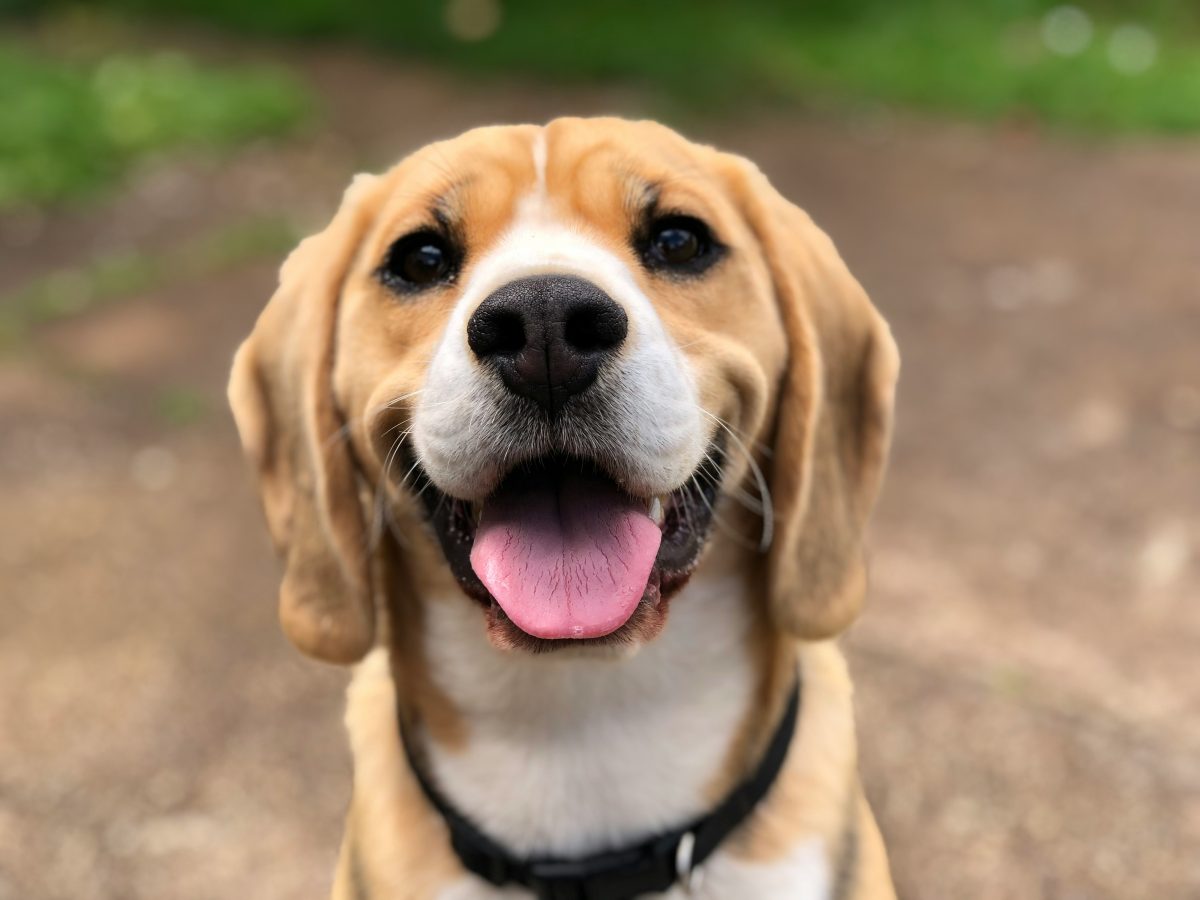 From Puppies to Seniors: Why Every Dog Deserves Their Own Bed