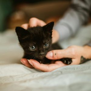 Pet-Safe Essential Oils for Grooming and Cleaning Product Lines