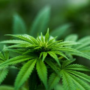 Why Same-Day Cannabis Delivery Is the New Standard—Not a Luxury